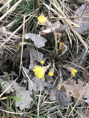 Tussilago farfara