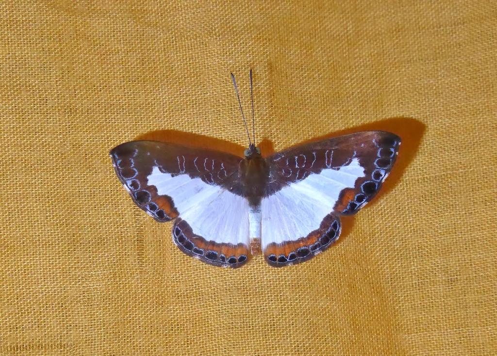 Juditha caucana