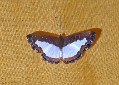 Juditha caucana