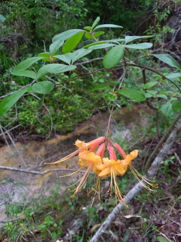 Image of Rhododendron austrinum by (c) Scott Ward, some rights reserved (CC BY)