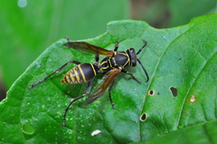 Polistes cinerascens
