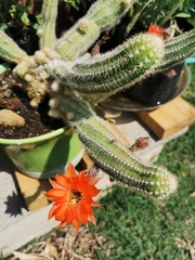 Trichocereeae