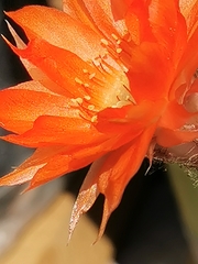 Trichocereeae