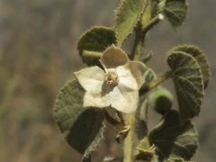 Abutilon pannosum