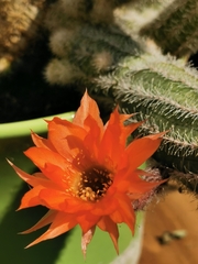 Trichocereeae