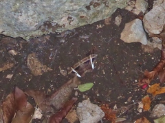 Hemeroblemma mexicana