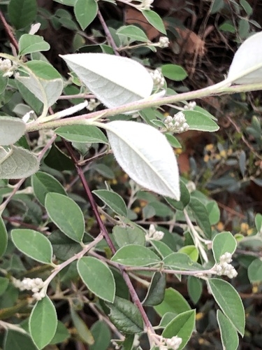 Cotoneaster pannosus