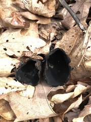 Urnula