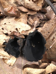 Urnula