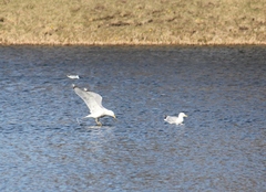 Larus argentatus