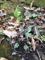 Tiarella stolonifera