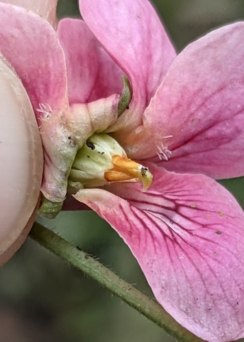 Kvapioji našlaitė nuotrauka