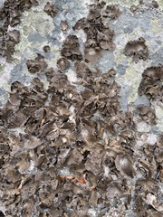 Umbilicaria muhlenbergii