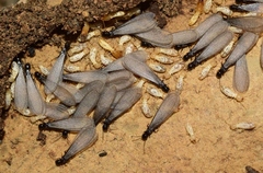 Reticulitermes banyulensis