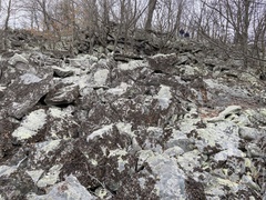 Umbilicaria muhlenbergii