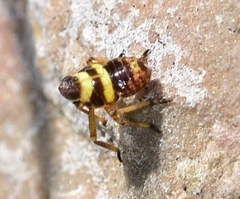 Parorgerioides albocinctus