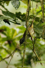 Myiothlypis coronata