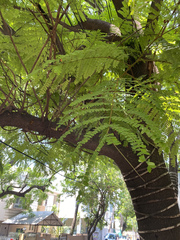 Peltophorum pterocarpum