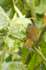 Myiothlypis coronata