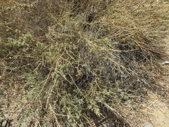 Crotalaria aegyptiaca