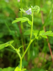 Phacelia covillei