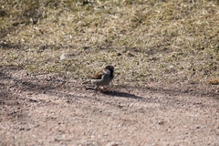 Passer domesticus
