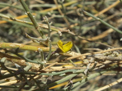 Crotalaria aegyptiaca