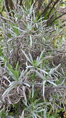 Lavandula angustifolia