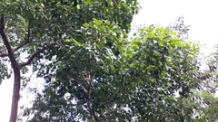 Metopium brownei