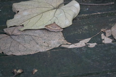 Hypospila bolinoides
