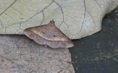 Hypospila bolinoides