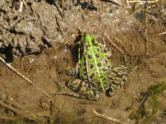 Pelophylax perezi