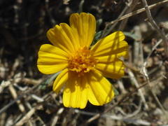 Leptosyne calliopsidea