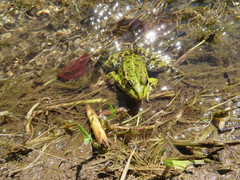 Pelophylax perezi
