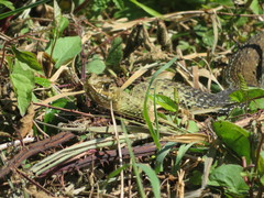 Malpolon monspessulanus