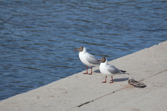 Chroicocephalus ridibundus