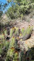 Trichocereus strigosus