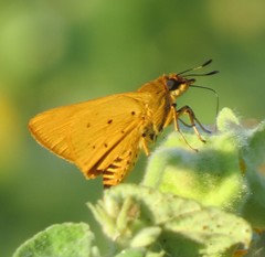 Parosmodes morantii