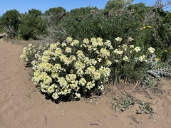 Erysimum concinnum