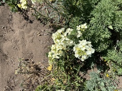 Erysimum concinnum