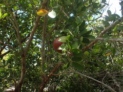 Ximenia