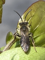Andrena erigeniae