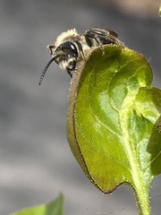 Andrena erigeniae