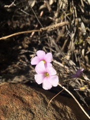 Oxalis dentata