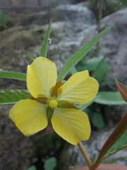 Ludwigia octovalvis