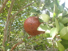 Ximenia