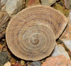 Iberus gualtieranus gualtieranus