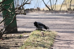 Corvus cornix