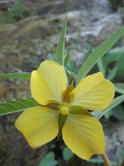 Ludwigia octovalvis