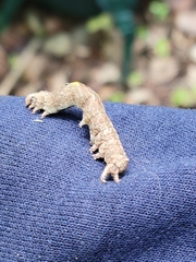Lepidoptera